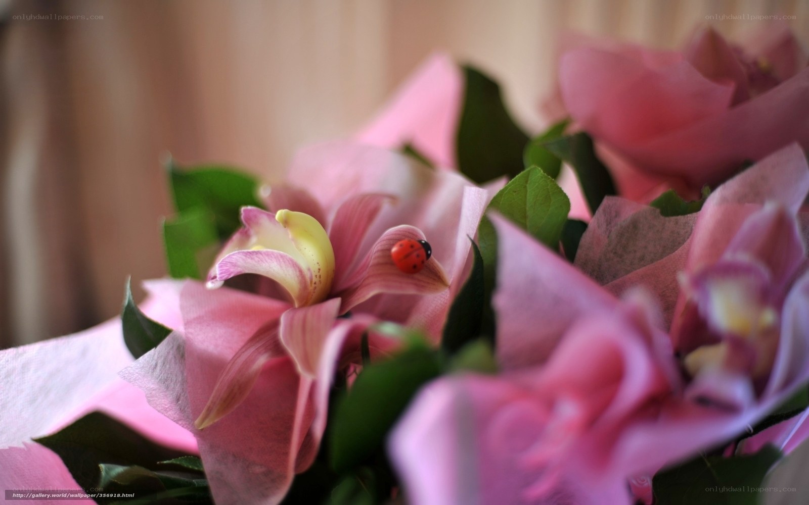 Ladybug on pink orchid