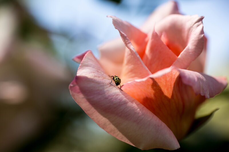 Ladybug on Pink Rose — Serene