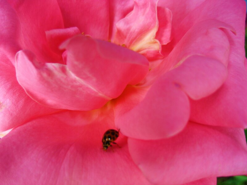 Ladybug on Pink Rose