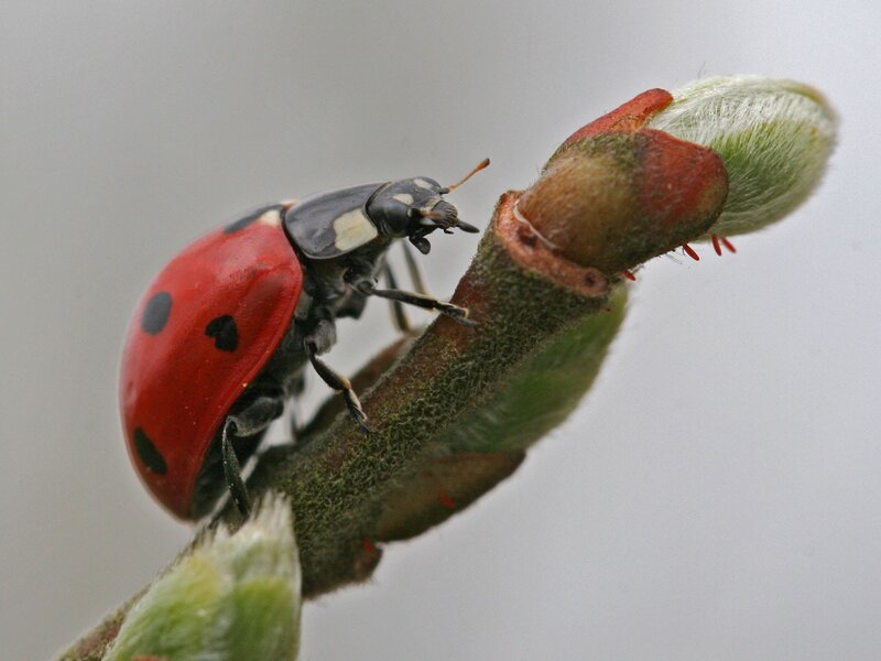 Ladybug on Plant Bud