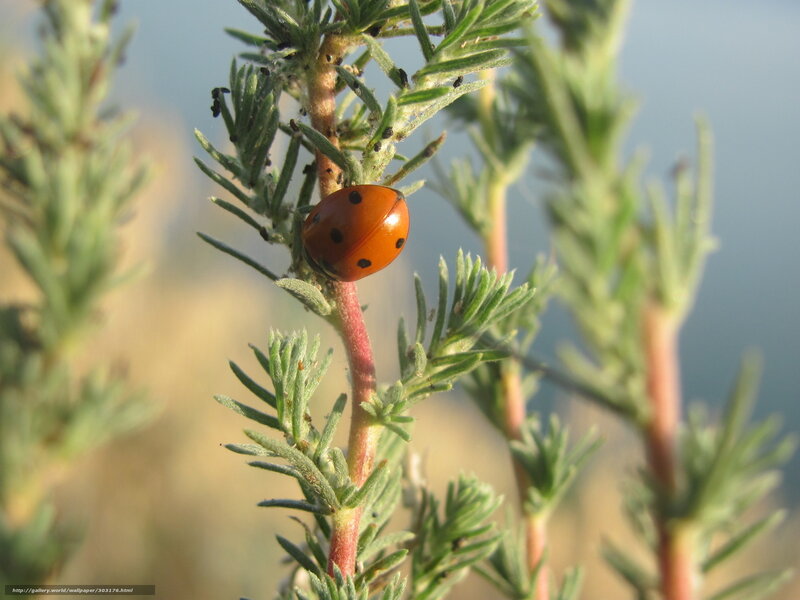 Ladybug on Plant — Green, Calm