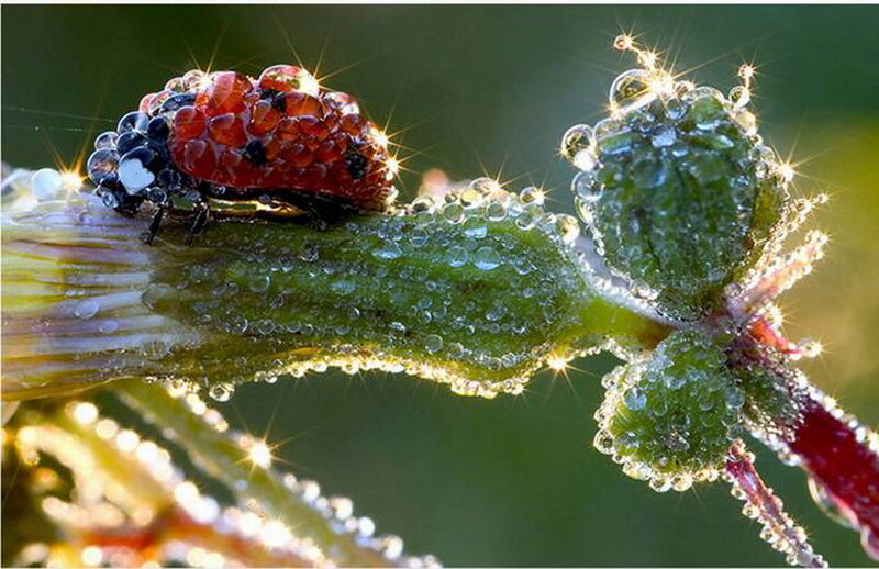 Ladybug on Plant — Green