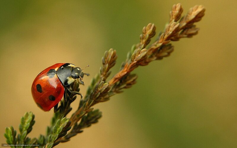 Ladybug on Plant — Red, Calm
