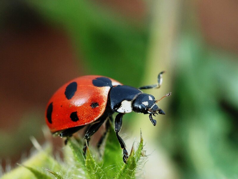 Ladybug on Plant — Red, Natural