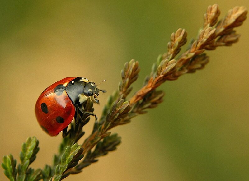 Ladybug on Plant — Red