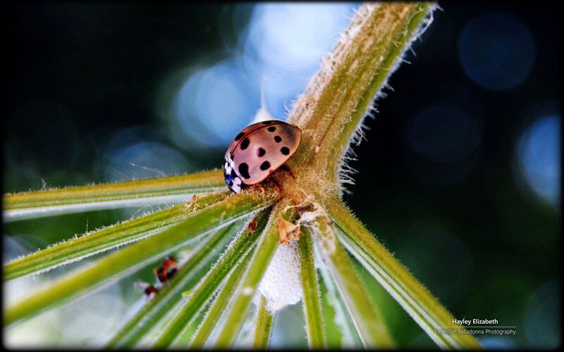 Ladybug on Plant Stem — Green, Natural