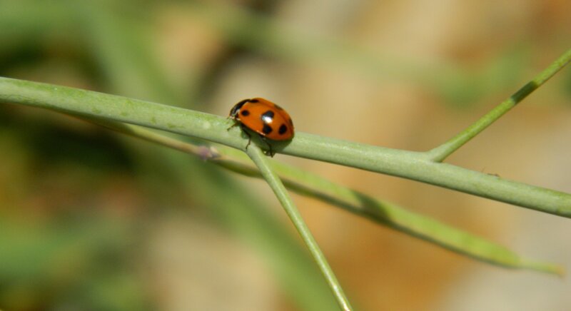 Ladybug on Plant Stem — Green