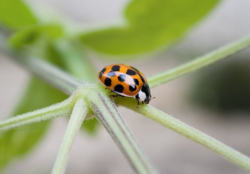 Ladybug on Plant Stem — Orange