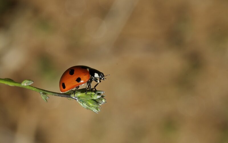 Ladybug on Plant Stem — Red, Calm, Afternoon, Photograph
