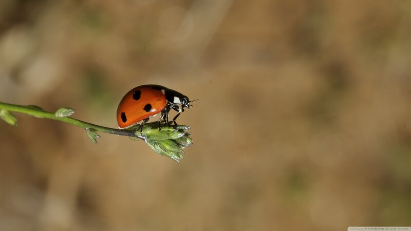 Ladybug on Plant Stem — Red, Calm, Afternoon