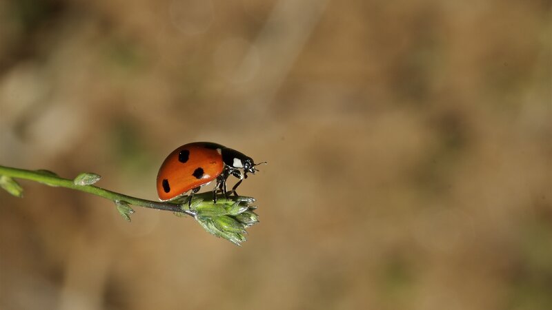 Ladybug on Plant Stem — Red, Calm