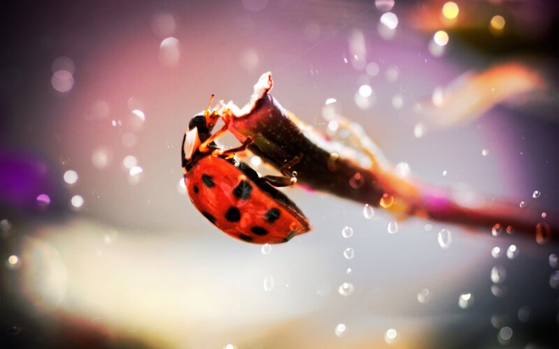 Ladybug on Plant Stem — Red, Dramatic