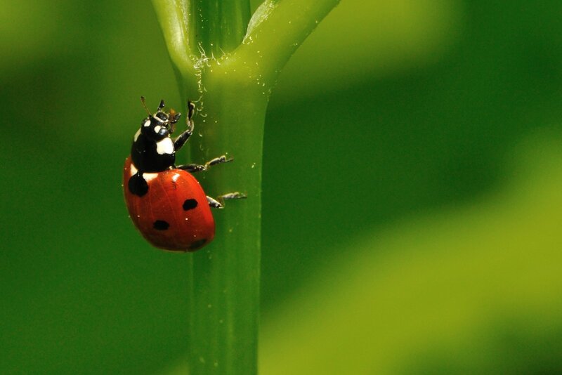 Ladybug on Plant Stem — Red, Natural