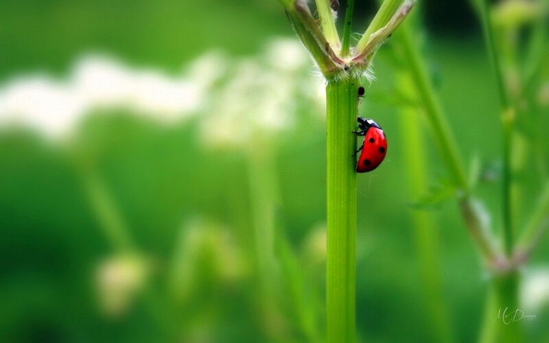 Ladybug on Plant Stem — Red, Serene