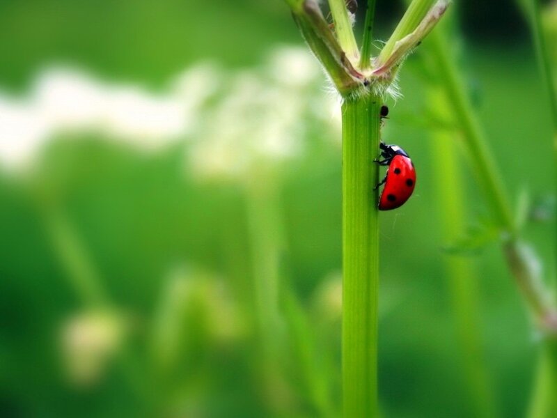 Ladybug on Plant Stem — Red