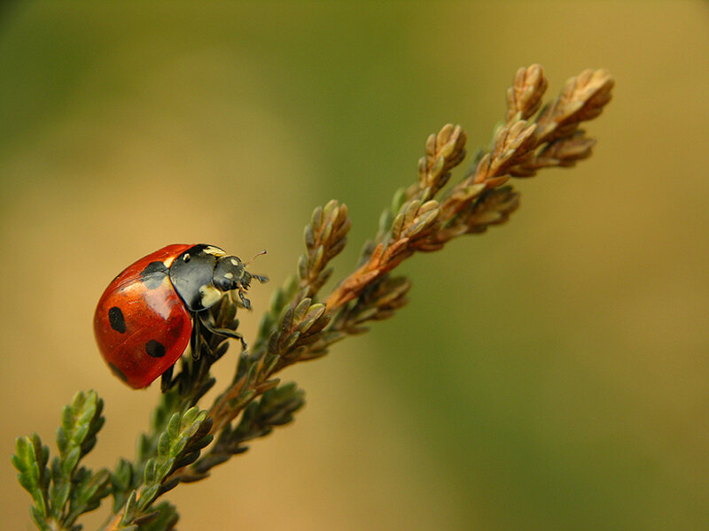Ladybug on Plant