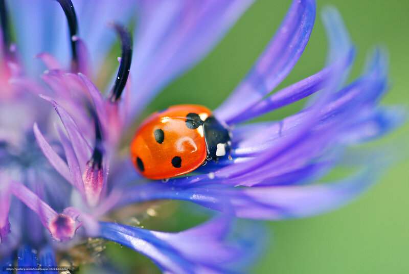 ladybug on purple flower