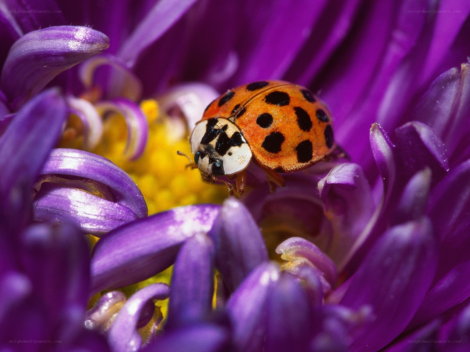 ladybug on purple flower