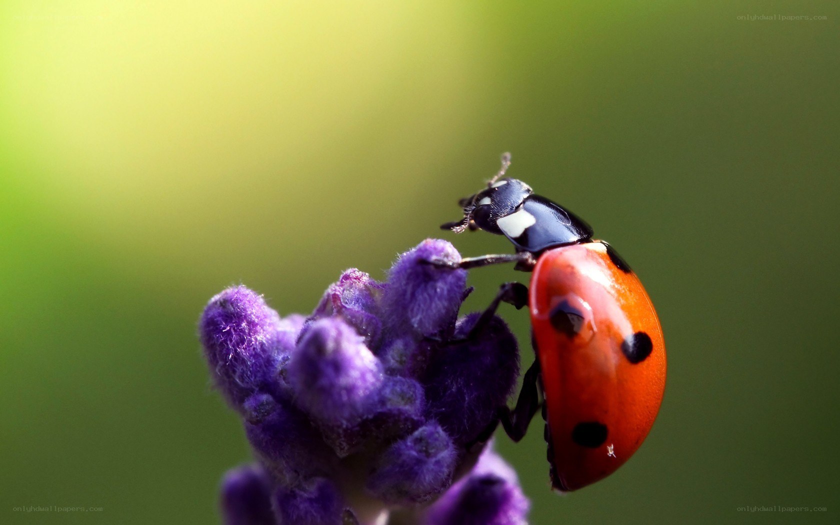 ladybug on purple flower