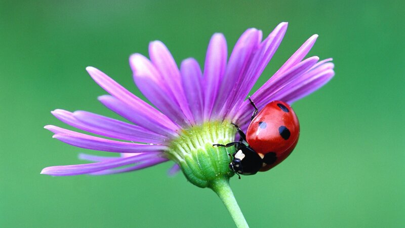 ladybug on purple flower