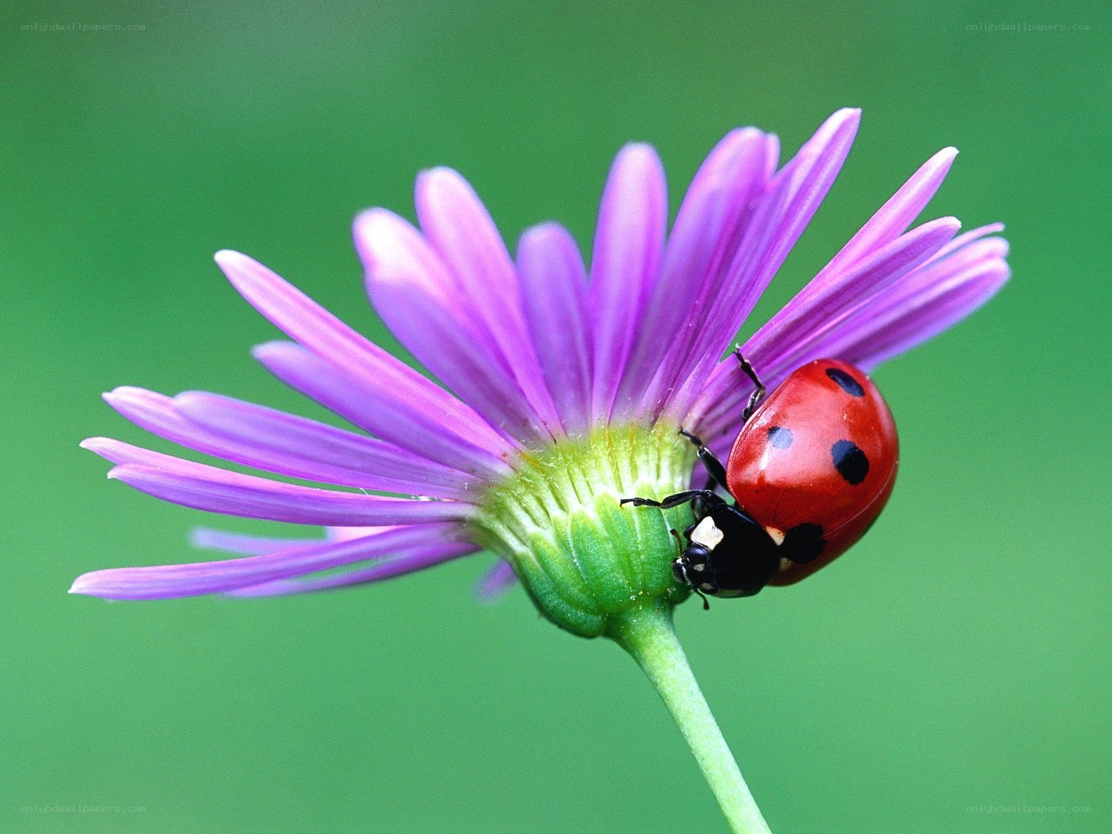 ladybug on purple flower