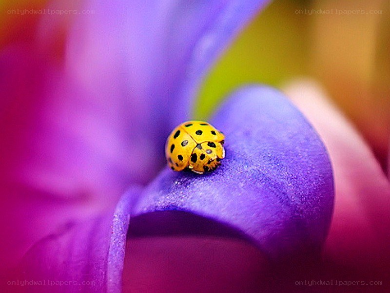 ladybug on purple flower