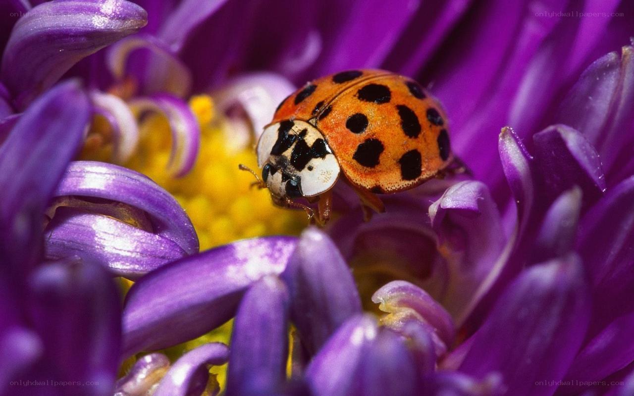 ladybug on purple flower