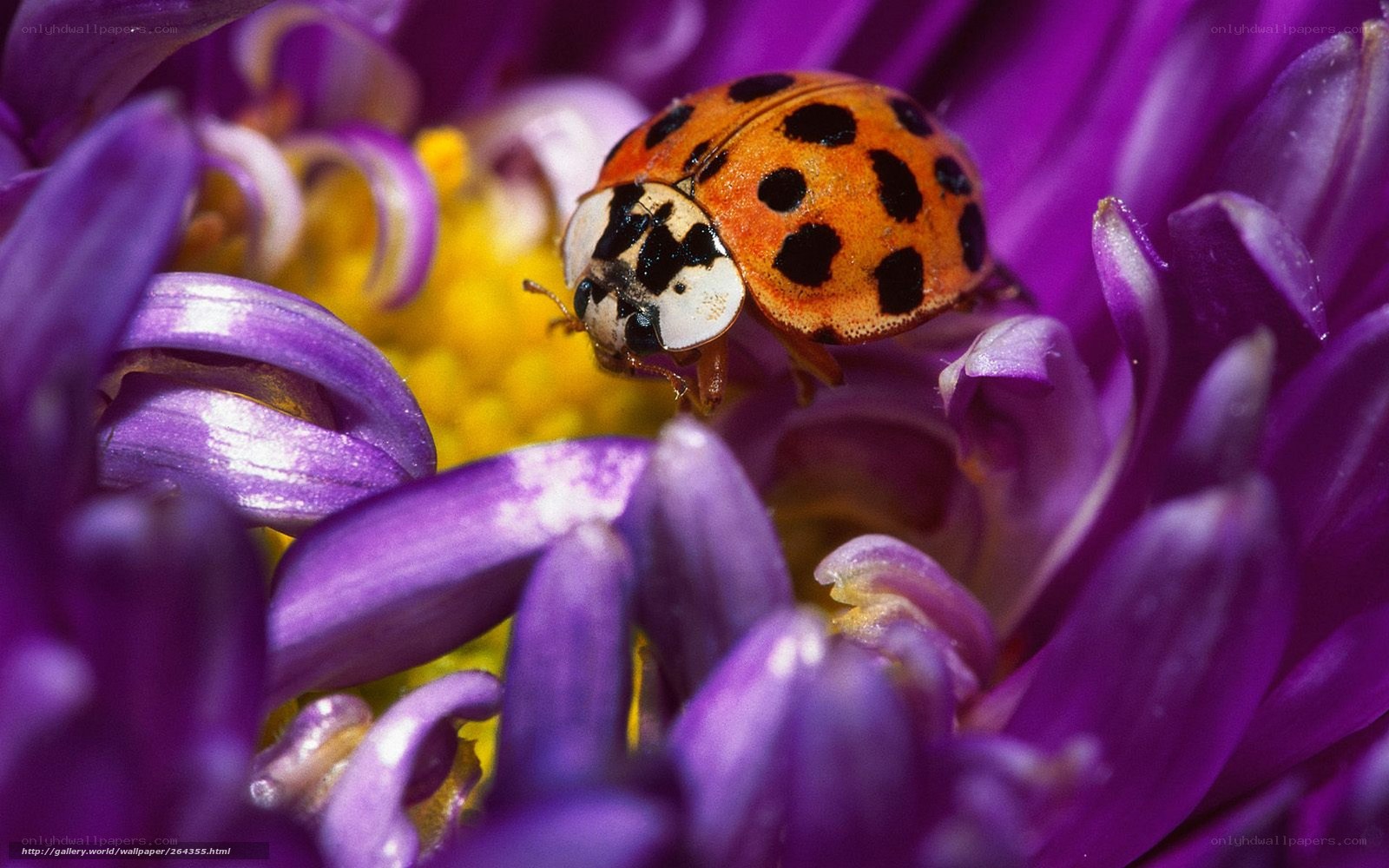 ladybug on purple flower