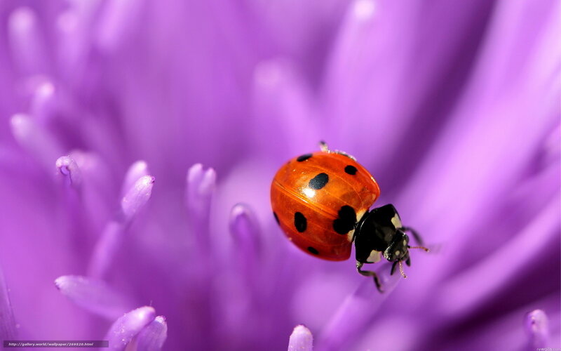 ladybug on purple flower