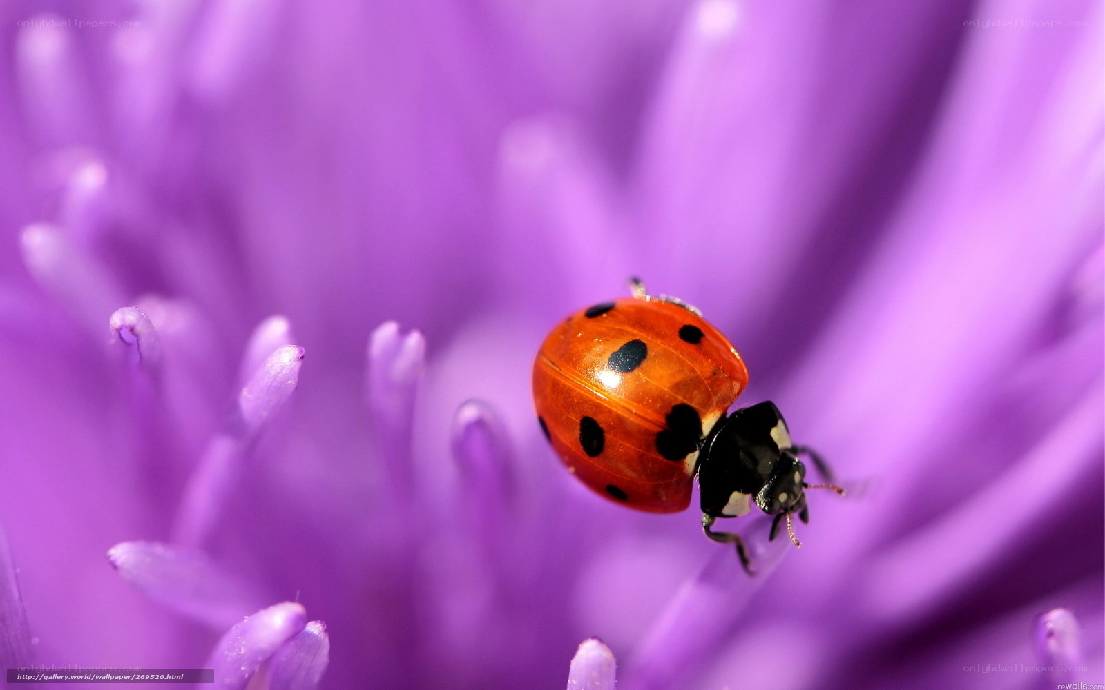 ladybug on purple flower
