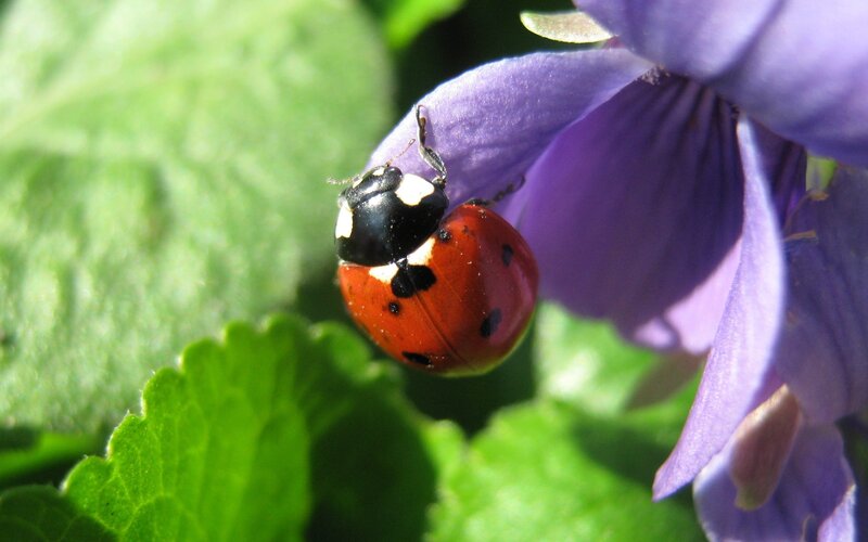 Ladybug on Purple Flower — Calm, Afternoon, Photograph, Leaf