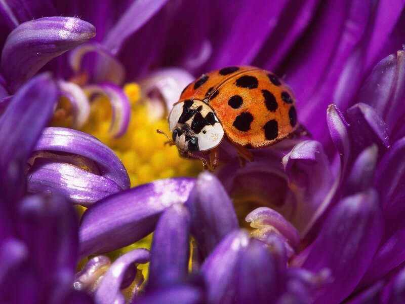 Ladybug on Purple Flower — Calm, Afternoon, Photograph