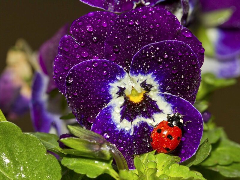 Ladybug on Purple Flower — Calm, Morning, Photograph, Insect