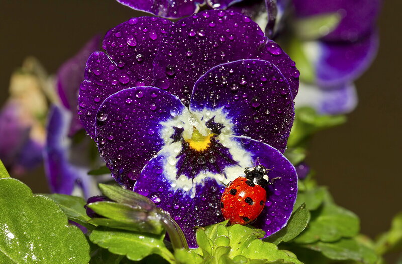 Ladybug on Purple Flower — Calm, Morning