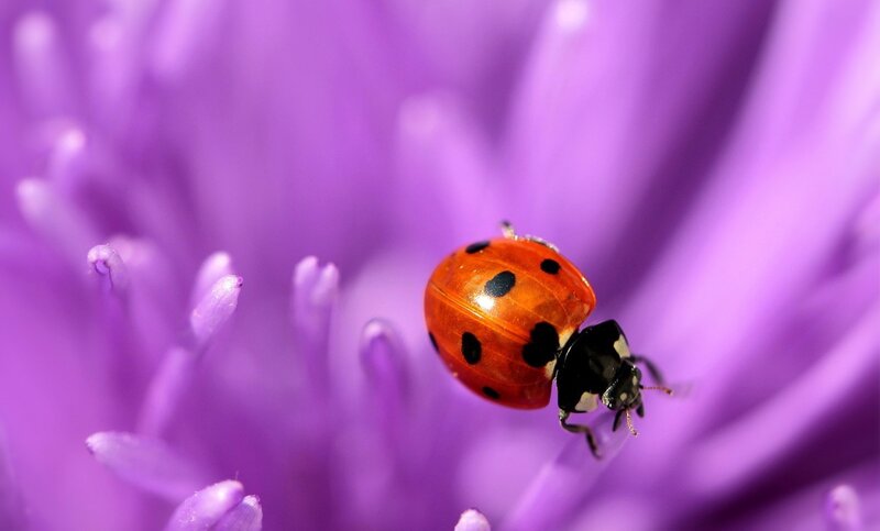 Ladybug on Purple Flower — Calm, Photograph, Insect