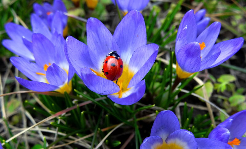 Ladybug on Purple Flower — Calm, Spring, Photograph, Insect, Grass