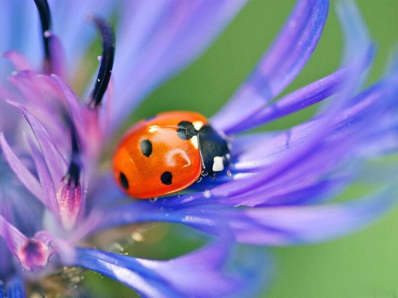 Ladybug on Purple Flower — Calm, Spring, Photograph, Insect