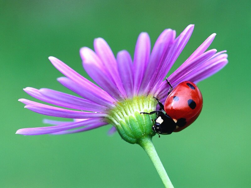 Ladybug on Purple Flower — Calm, Spring, Photograph, Stem