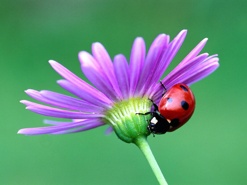 Ladybug on Purple Flower — Calm, Spring, Photograph