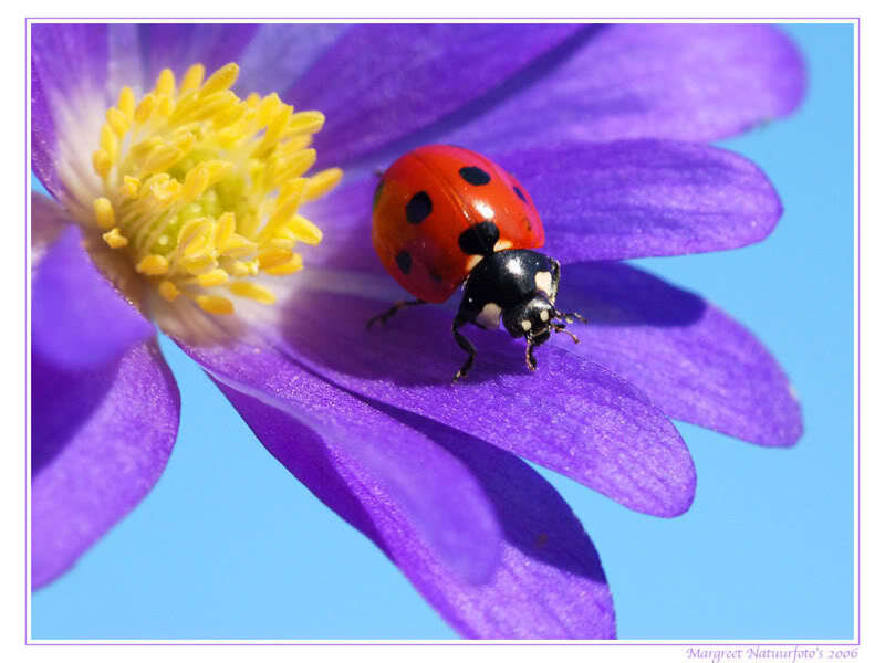 Ladybug on Purple Flower — Calm, Spring