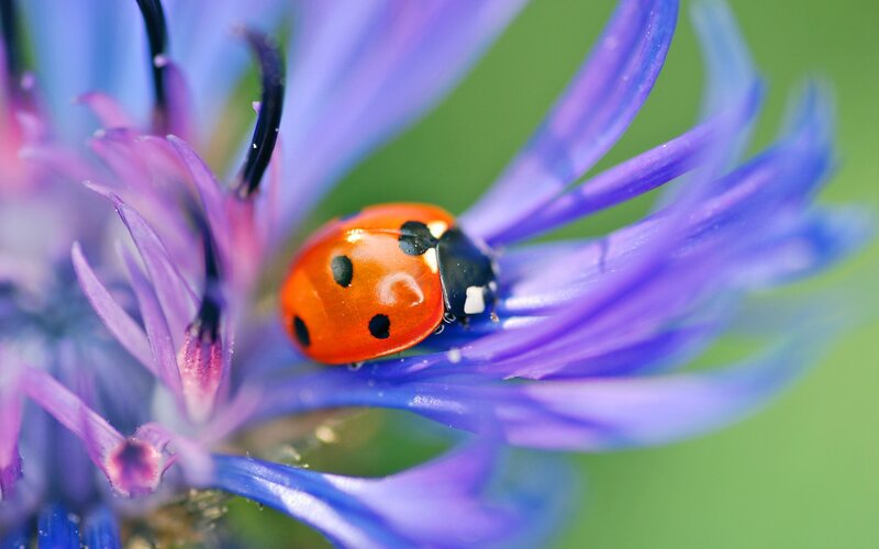 Ladybug on Purple Flower — Calm, Summer, Photograph, Insect