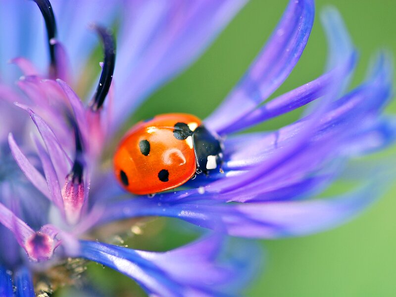 Ladybug on Purple Flower — Calm, Summer