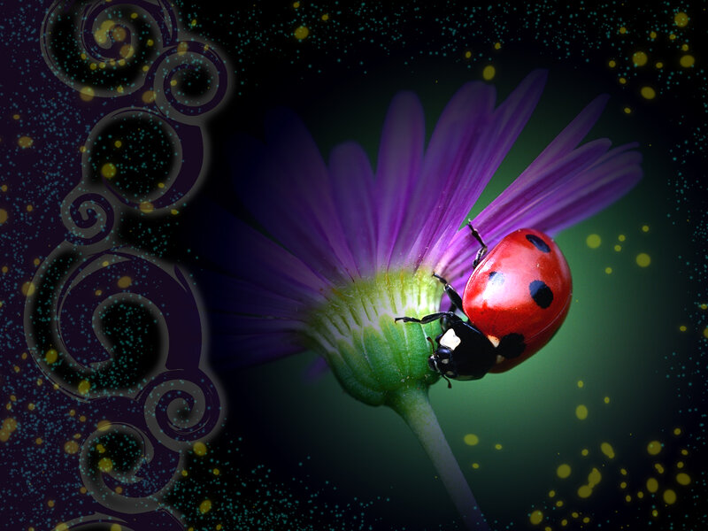 Ladybug on Purple Flower — Dramatic