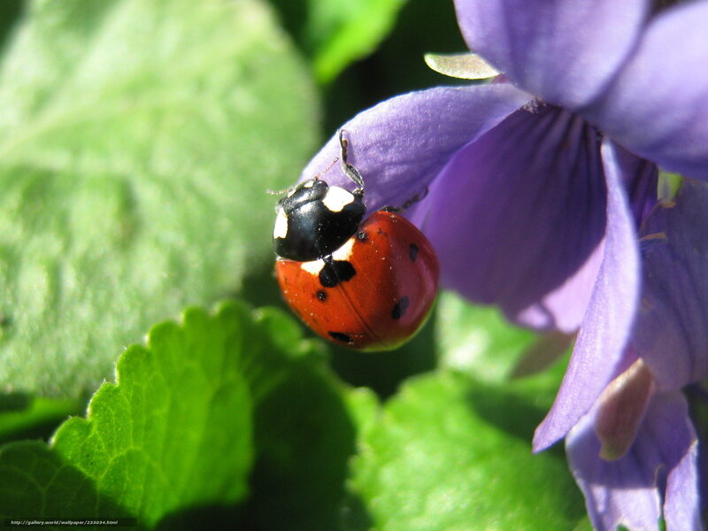 Ladybug on Purple Flower — Natural