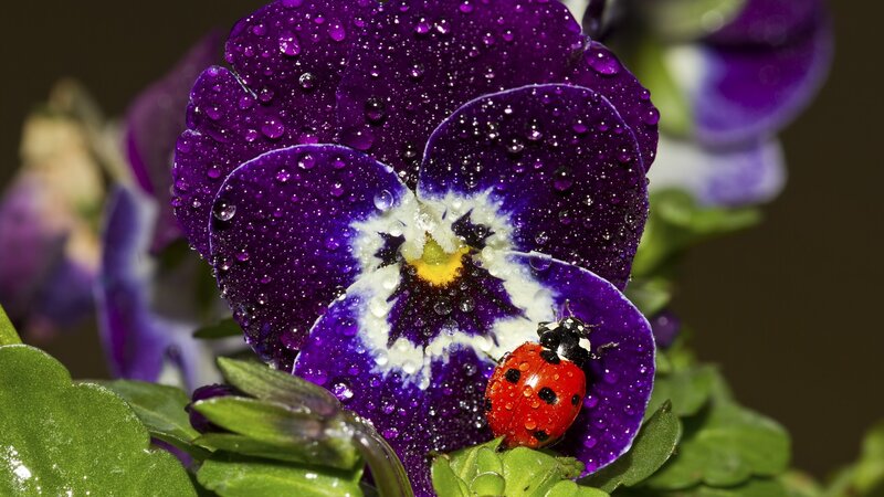 Ladybug on Purple Flower — Serene, Morning