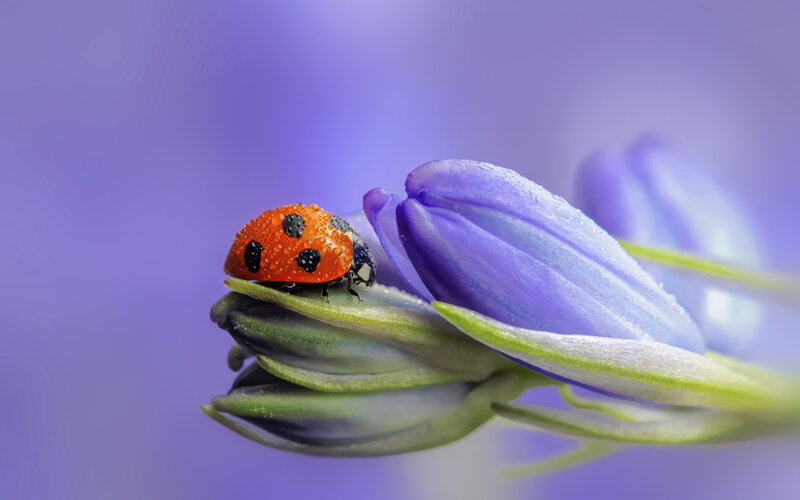 Ladybug on Purple Flower — Serene, Photograph, Bud
