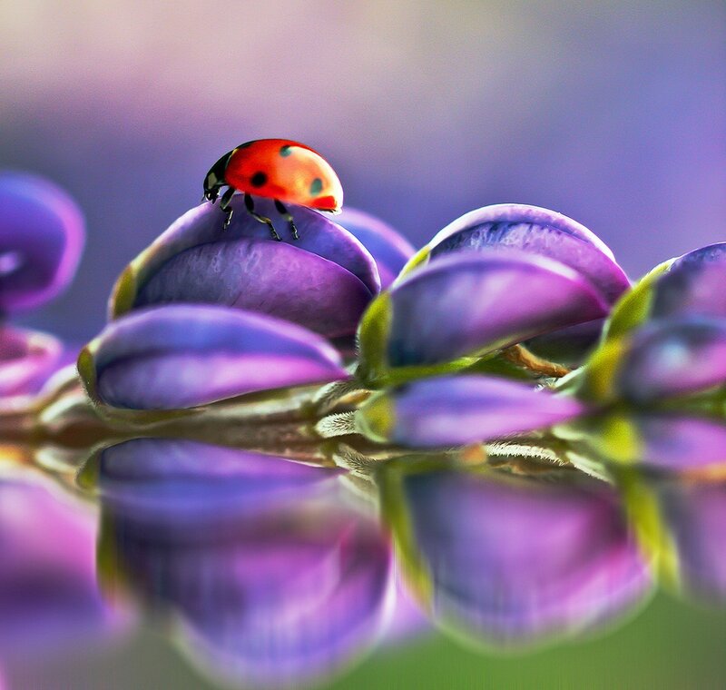 Ladybug on Purple Flower — Serene, Photograph, Insect