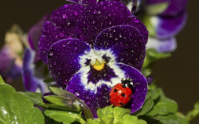 Ladybug on Purple Flower — Serene, Photograph, Insect, Water Droplets