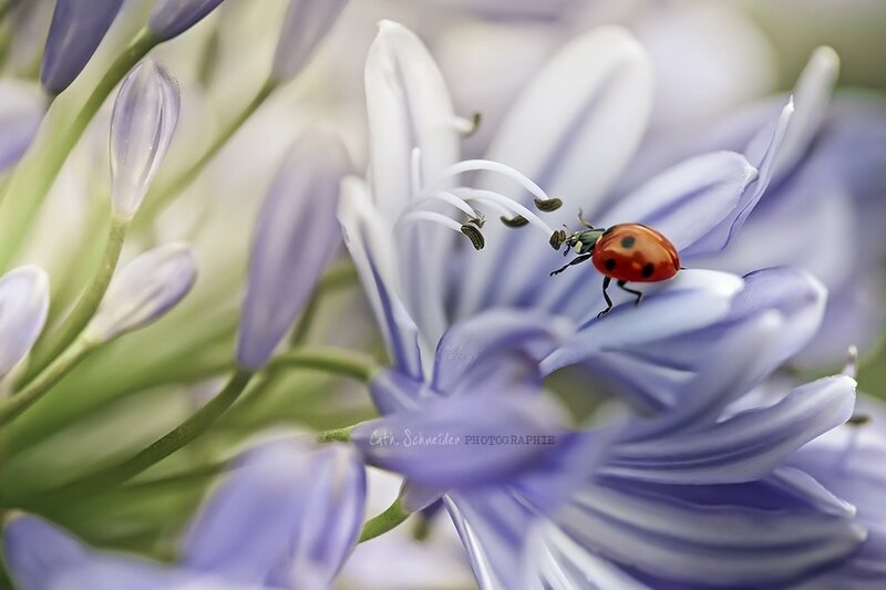 Ladybug on Purple Flower — Serene, Photograph