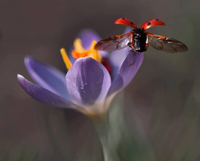 Ladybug on Purple Flower — Serene, Spring